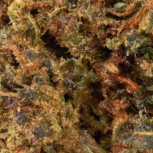 Purple Queen® H2CBN 2