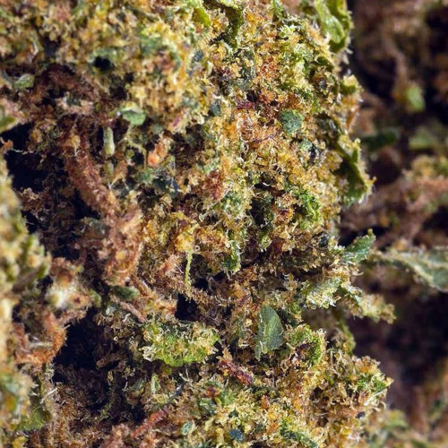 Triple Haze® H2CBN 2