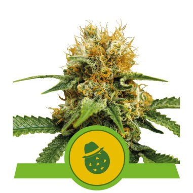 Semi Cannabis Do-Si-Dos automatici o autofiorenti Marijuana