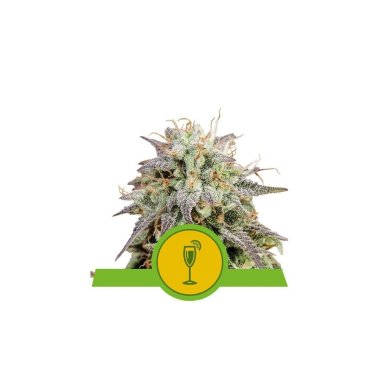 Semi Cannabis Mimosa Automatico THC
