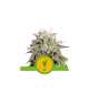 Semi Cannabis Mimosa automatici o autofiorenti Marijuana