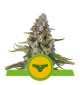Semi Cannabis Sherbet Queen automatici o autofiorenti Marijuana