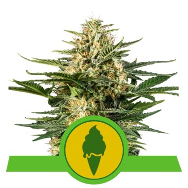 Semi Cannabis Green Gelato Automatico THC
