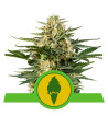 Semi Cannabis Green Gelato automatici o autofiorenti Marijuana