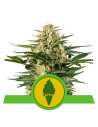Semi Cannabis Green Gelato automatici o autofiorenti Marijuana