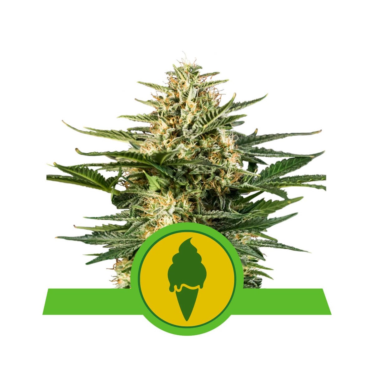 Semi Cannabis Green Gelato automatici o autofiorenti Marijuana