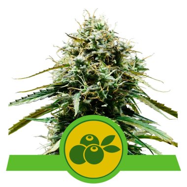 Semi Cannabis Mimosa automatici o autofiorenti THC