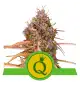 Semi Cannabis Purple Queen automatici o autofiorenti Marijuana