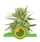 Semi Cannabis Royal Cookies automatici o autofiorenti Marijuana