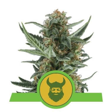 Semi Cannabis Royal Dwarf Automatico THC