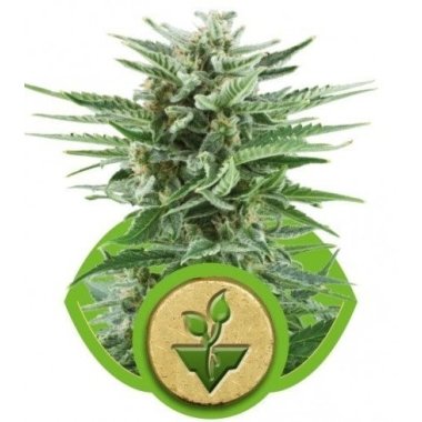Semi Cannabis Easy Bud Automatico THC