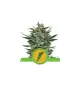 Semi Cannabis Quick One automatici o autofiorenti Marijuana