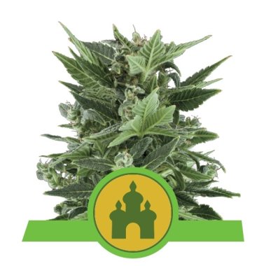 Semi Cannabis Royal Kush Automatico THC