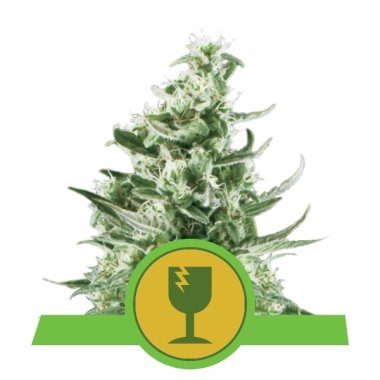 Semi Cannabis Royal Critical Automatico THC