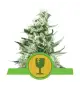 Semi Cannabis Royal Critical automatici o autofiorenti Marijuana