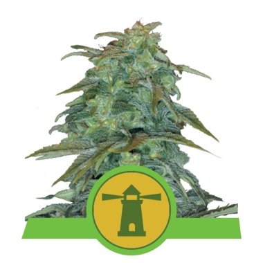 Semi Cannabis Royal Haze Automatico THC