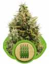 Semi Cannabis Royal AK automatici o autofiorenti Marijuana