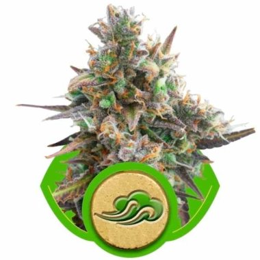 Semi Cannabis Royal Bluematic Automatico THC