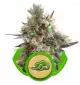 Semi Cannabis Royal Bluematic automatici o autofiorenti Marijuana