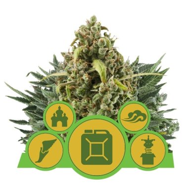 Semi Cannabis Autofiorenti Miscela Automatico THC