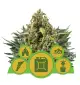Semi Cannabis Autofiorenti Miscela automatici Marijuana