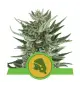 Semi Cannabis Royal Cheese automatici o autofiorenti Marijuana