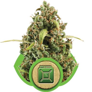 Semi Cannabis Diesel Automatico THC