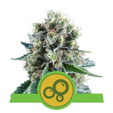 Semi Cannabis Bubble Kush Automatico THC