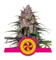 Semi Cannabis Sweet ZZ Femminizzati Marijuana