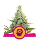 3x Semi AMG - Amnesia Mac Ganja Femminizzata