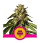Semi Cannabis Wedding Gelato Femminizzati Marijuana