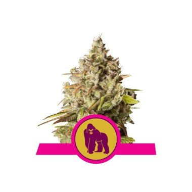 Semi Cannabis Royal Gorilla Femminizato THC