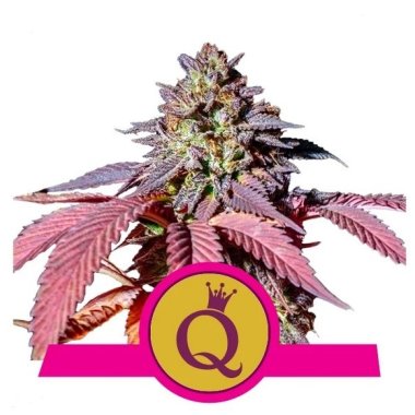 Semi Cannabis Purple Queen Femminizzati Marijuana
