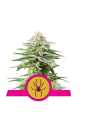 Semi Cannabis White Widow Femminizzati Marijuana