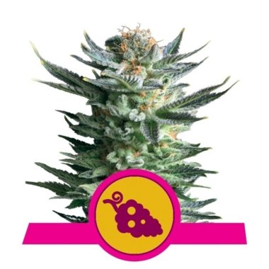 Semi Cannabis Fruit Spirit Femminizzato THC