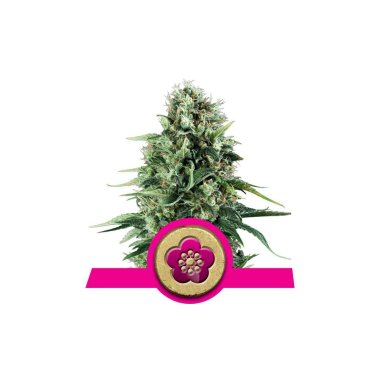 Semi Cannabis Power Flower Femminizzato THC
