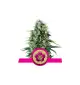 Semi Cannabis Power Flower Femminizzati Marijuana