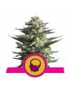 Semi Cannabis Amnesia Haze Femminizzati Marijuana