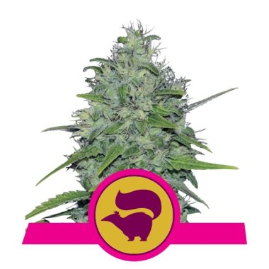 Semi Cannabis Skunk XL Femminizzato THC