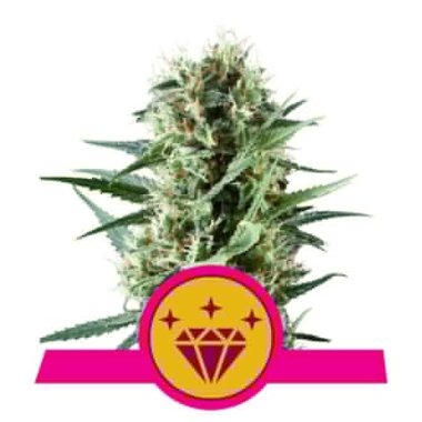Semi Cannabis Special Kush 1 Femminizzato THC