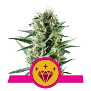 Semi Cannabis Special Kush 1 Femminizzati Marijuana
