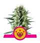 Semi Cannabis Special Kush 1 Femminizzati Marijuana
