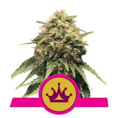 Semi Cannabis Special Queen 1 Femminizzato THC