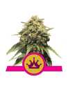 Semi Cannabis Special Queen 1 Femminizzati Marijuana