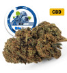 Blueberry® CBD 26%