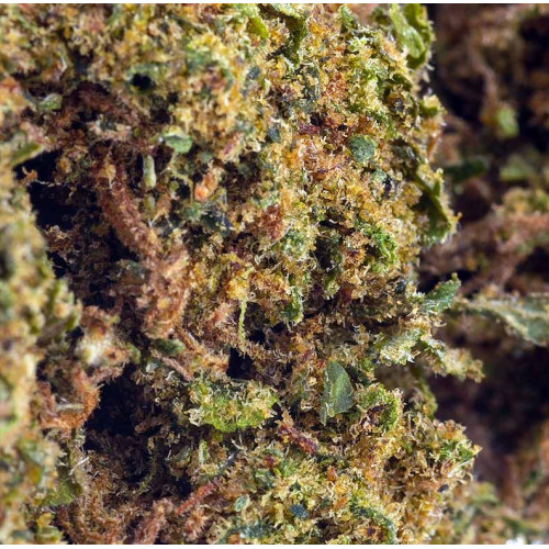 Royal Cheese® CBD 30% 2