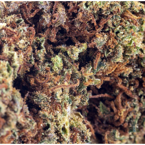 Orange Bud® CBD 24% 2