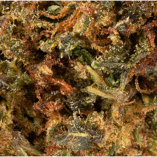 Silver Queen® 10-OH-HHC 2