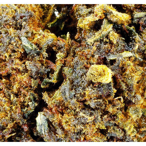 Harley Quinn® 10-OH-HHC 2