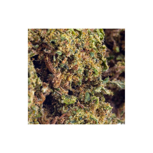 Sfuso Cannabis Canapa light Tipo 1 2